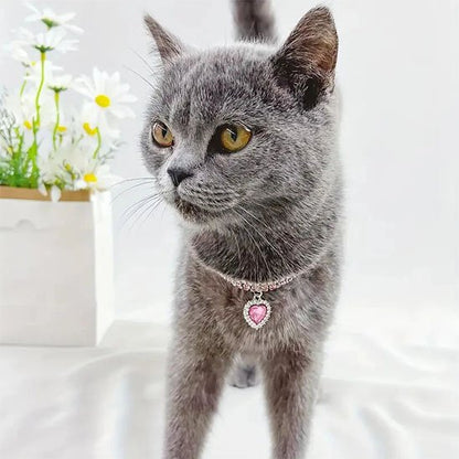 Chat gris avec un collier pour chat à pendentif cœur rose.