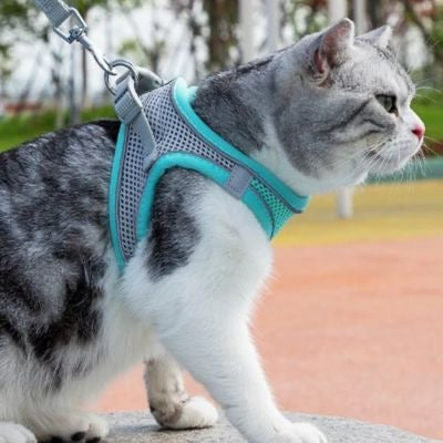 Chat gris et blanc portant un harnais pour chat bleu debout en exterieur