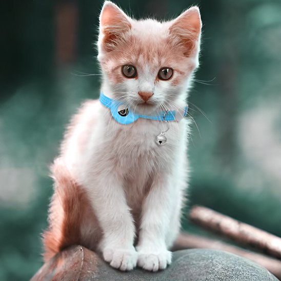 Chaton blanc et roux collier GPS chat bleu clochette sécurisé