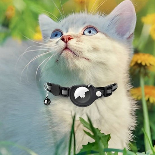 Chaton tacheté parmi fleurs portant un collier pour chat noir argenté brillant.