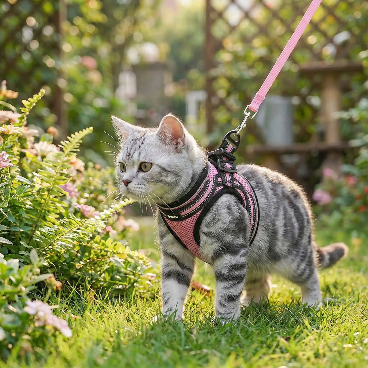 Chaton tigre portant harnais rose en promenade dans un jardin.