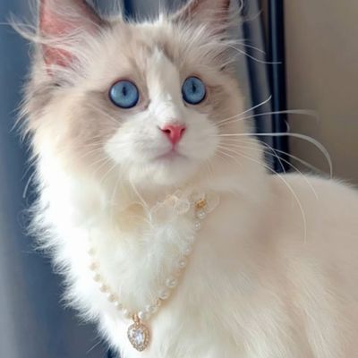Collier pour chat de luxe en perles nacrées et col en dentelle avec pendentif coeur blanc porté par un chat blanc aux yeux bleus
