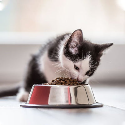 Gamelle Chat en acier inoxydable pour repas quotidien