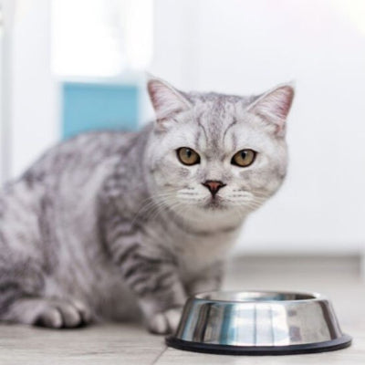 Gamelle Chat inox au design ergonomique pour intérieur

