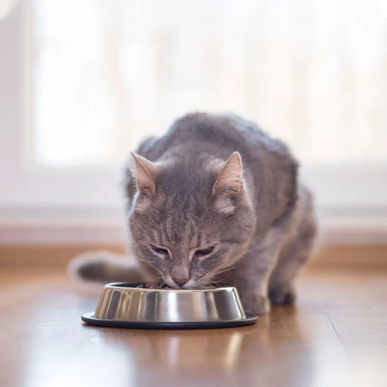 Gamelle Chat inox avec structure stable pour repas