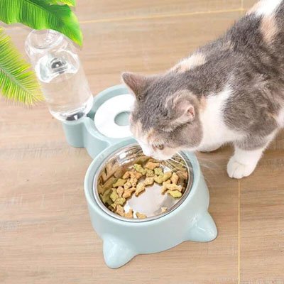 Gamelle chat ergonomique inox avec chat qui mange
