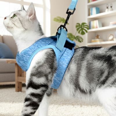 Harnais chaton bleu 