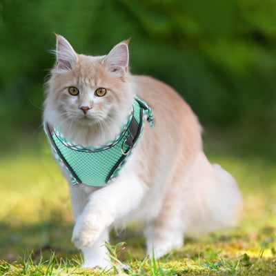 Magnifique Maine Coon avec harnais chat vert marche dehors