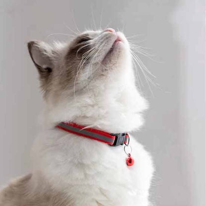 Petit chat blanc portant un collier chat rouge avec clochette.