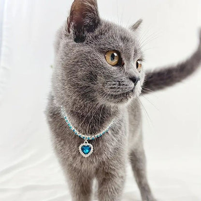Petit chat gris portant un collier pour chat à cœur bleu.