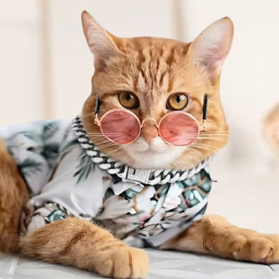 Un chat roux porte une chemise hawaïenne, des lunettes roses et un collier pour chat blanc
