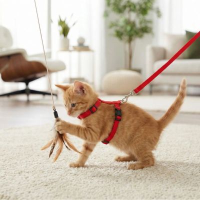 Un chaton tigre roux portant un harnais chaton rouge joue avec une baguette  a plumes