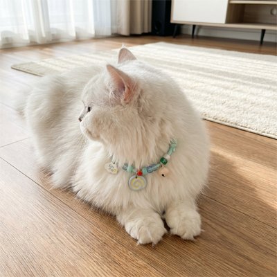 Chat blanc moelleux allongé sur le sol avec collier chat perlé bleu clair.