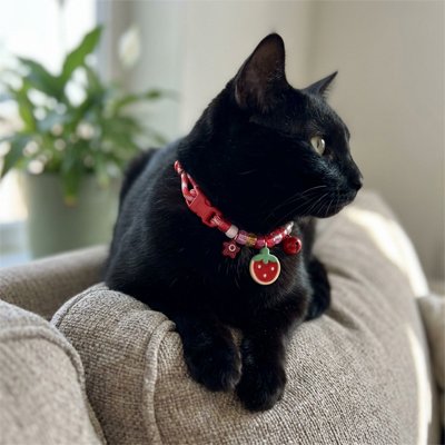 Chat noir élégant avec un collier chat fraise rouge vif.