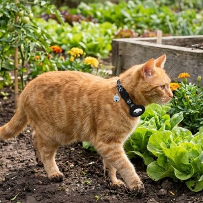 Chat roux explorant un potager collier GPS Chat noir brillant traces de terre sur ses pattes.