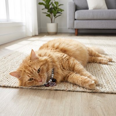 Chat roux moelleux détendu sur le tapis avec collier chat perlé élégant.