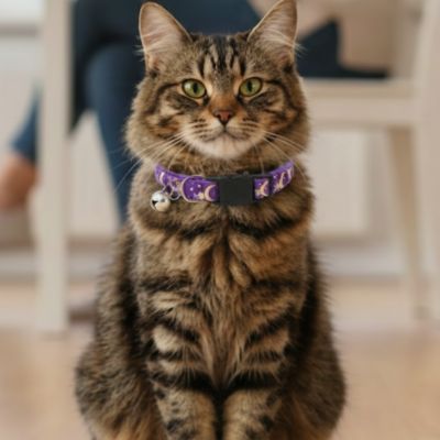 chat tigré assis avec collier violet orné de lunes et d'étoiles dorées