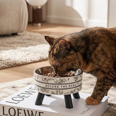 Chat tigre mangeant croquettes dans gamelle