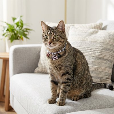 Chat tigré sur canapé avec collier chat perlé, pendentif poisson mignon.