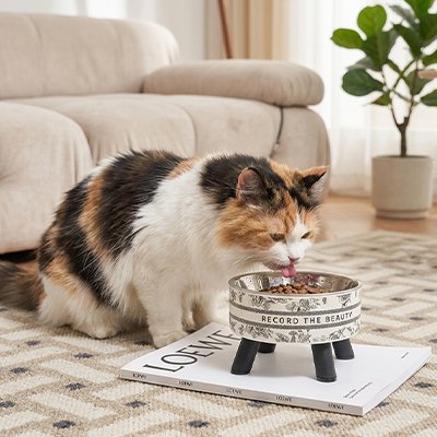 Chat tricolore mangeant dans gamelle vintage