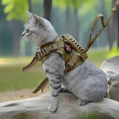 chat gris porte un harnais chat tactique avec une croix rouge.