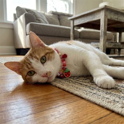 Chaton roux et blanc mignon se reposant avec un collier chat fraise. 