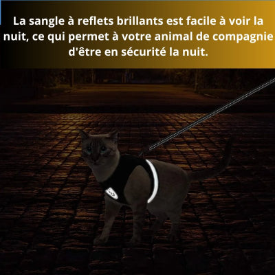 CHATTYCAT™ | HARNAIS POUR CHAT - Joyeux Felin