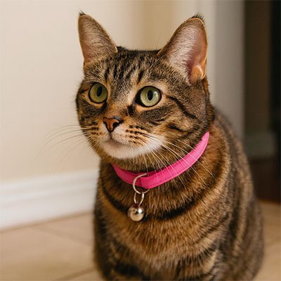 Collier anti etanglement pour chat