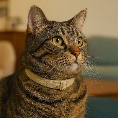Collier chat anti étranglement KhaKi