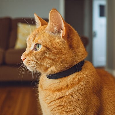 Collier chat anti étranglement Noir