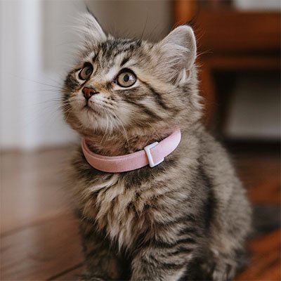 Collier chat anti étranglement Rose