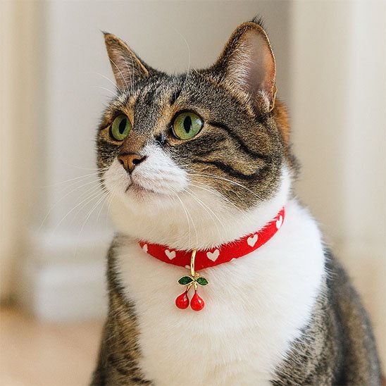 Collier chat