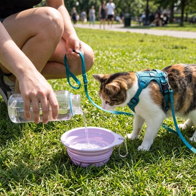 Gamelle pour chat violette remplie d’eau pendant une pause en extérieur
