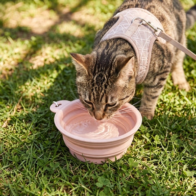 Gamelle pour chat en silicone souple avec mousqueton pour le transport
