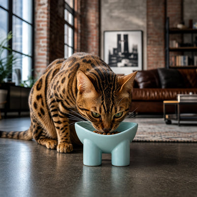 gamelle chat surélevée pour chat bengal
