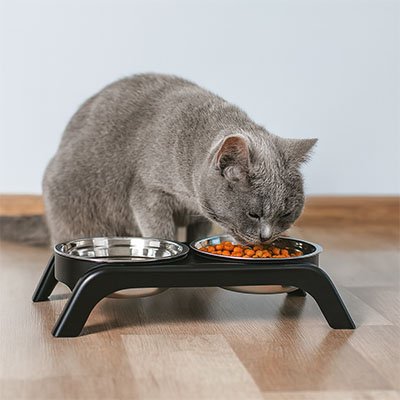 Chat gris mangeant dans la gamelle surélevée inox