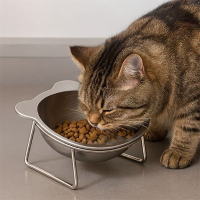 gamelle surélevée pour chat tabby mangeant.