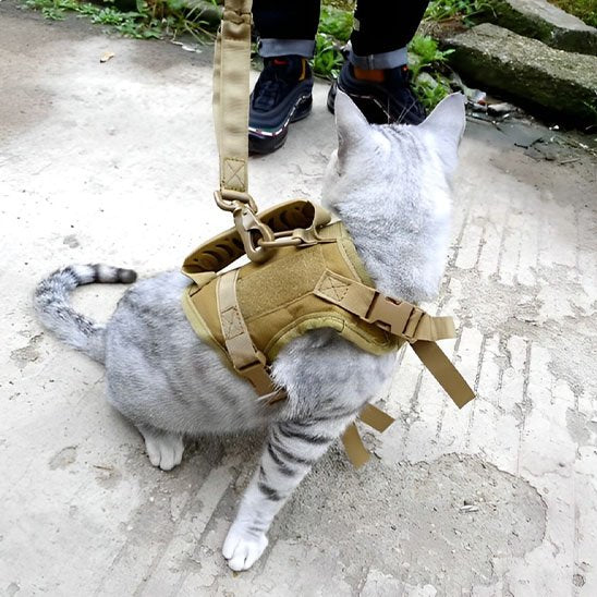  harnais chat avec un chat assise avec une debout personne