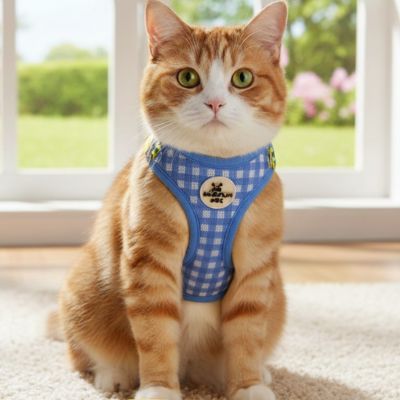 harnais chat bleu Chat roux pret pour promenade