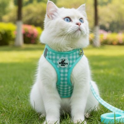harnais chat vert Chat blanc assise herbe