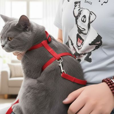harnais pour chat rouge avec Chat gris pret 