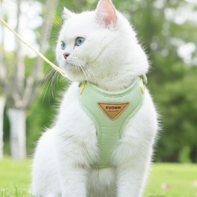 harnais pour chat vert porte par un chat attentif