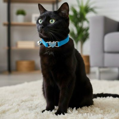 un chat noir élégant avec collier chat bleu cœur regard attentif et curieux assise au salon sur un tapis.

